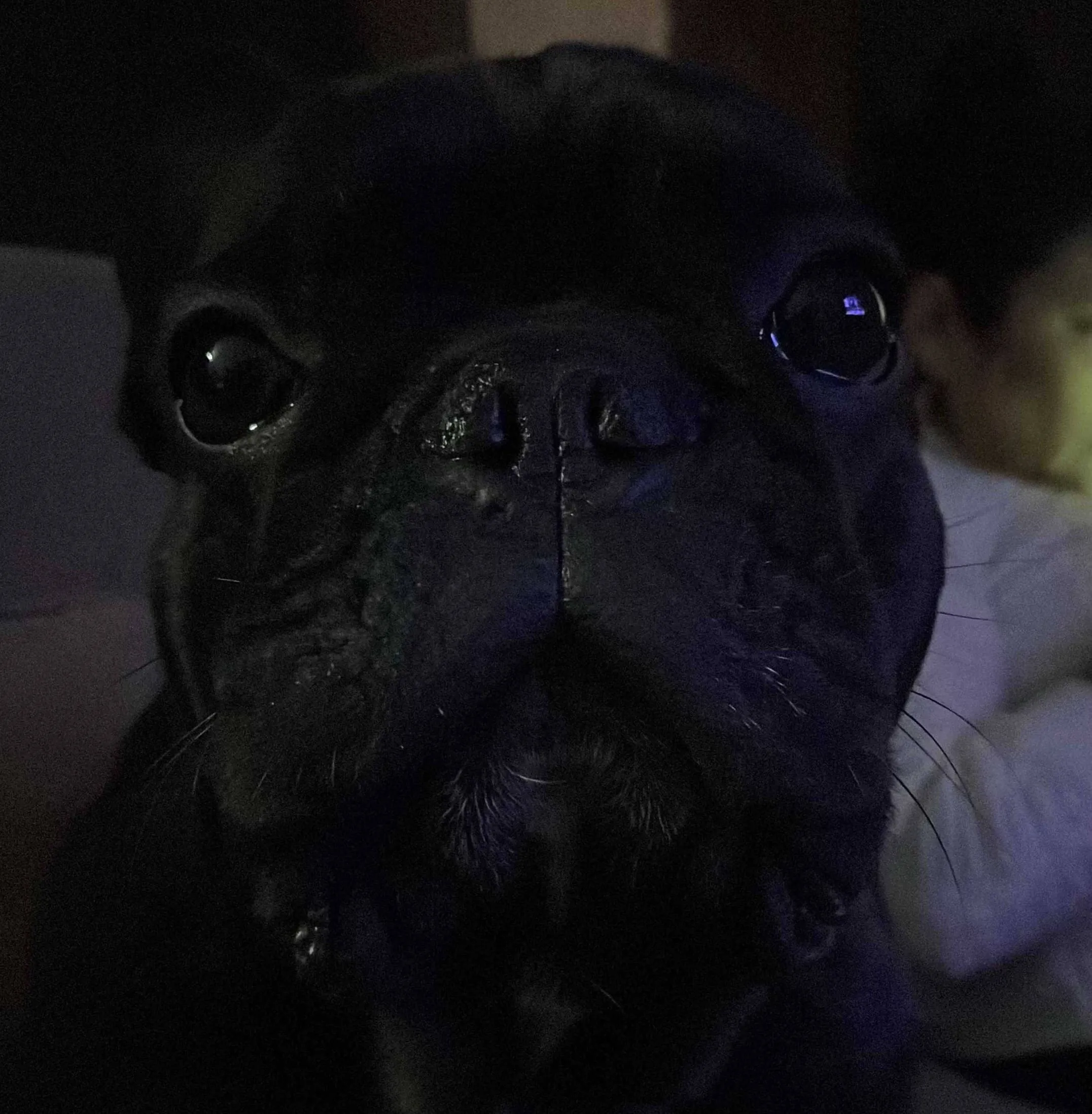 Foto del perro de Mantiel Molina